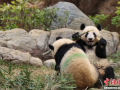 日本上野动物园大熊猫萌态十足吸引民众 (5)